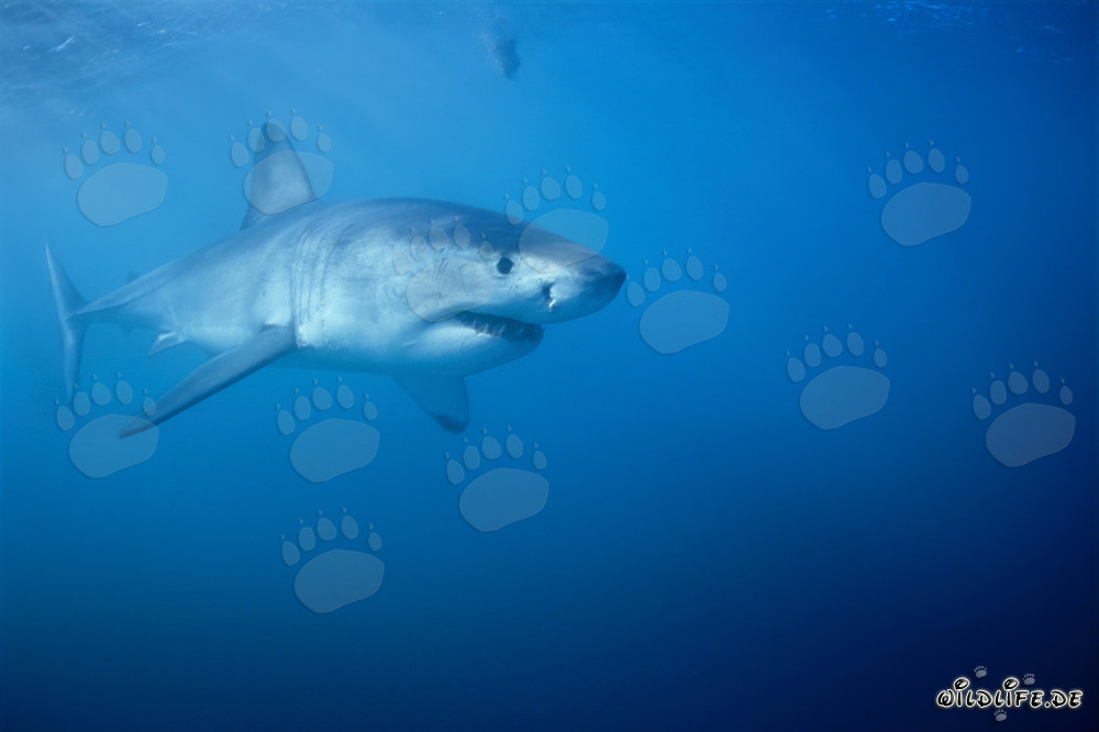 Impressionnant Grand Requin Blanc chasse près de l'île Dyer en Afrique du Sud