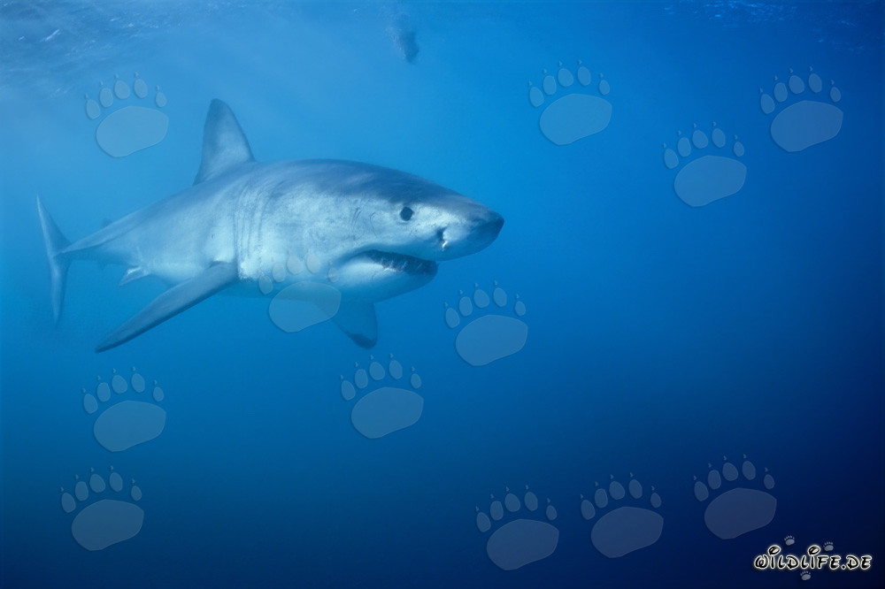 Impresionante Gran Tiburón Blanco cazando cerca de la isla Dyer en Sudáfrica