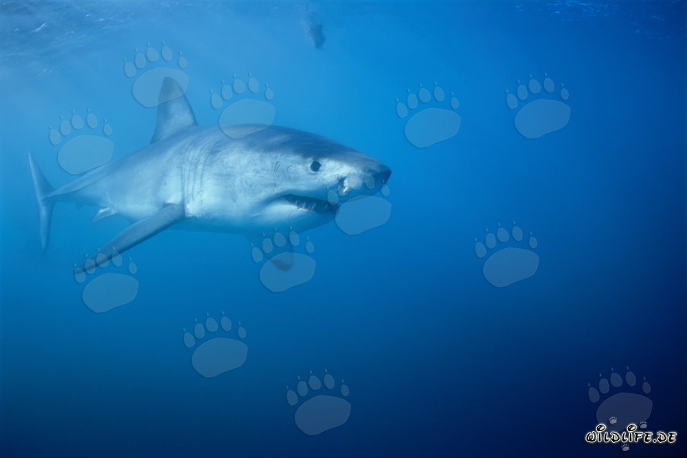 Impressive Great White Shark hunting near Dyer Island in South Africa