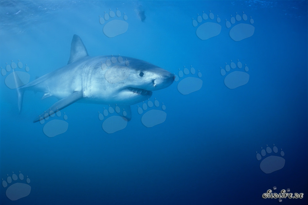 Imposanter Weißer Hai jagt vor Dyer Island in Südafrika