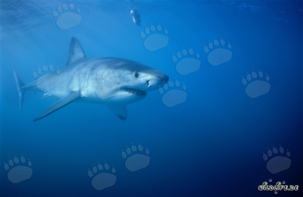 Great White Sharks: Majestic Giants of the Seas