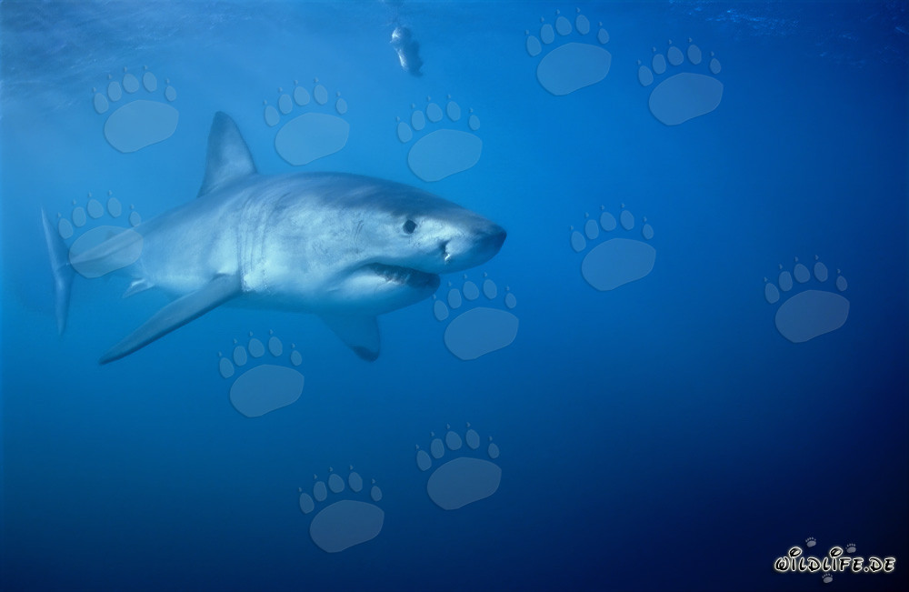 Requins blancs : géants majestueux des océans