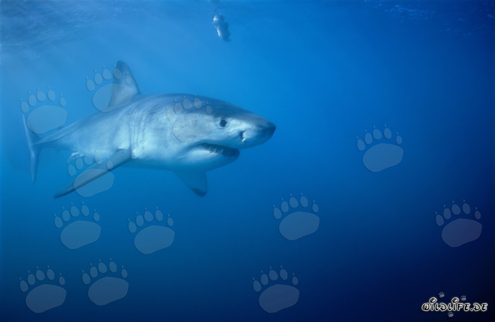 Squali bianchi: Giganti maestosi degli oceani