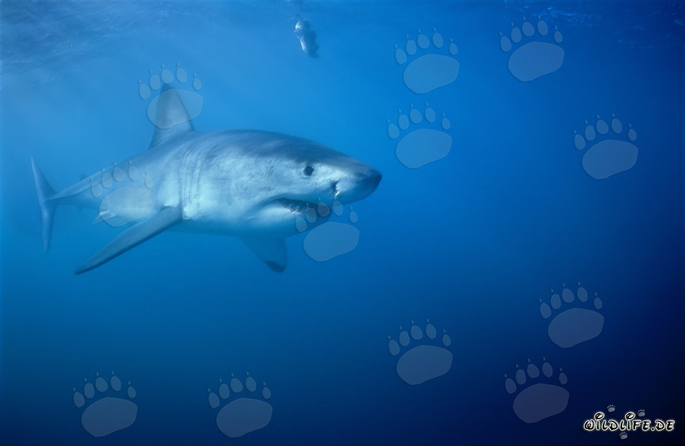 Tiburones blancos: Majestuosos gigantes de los océanos