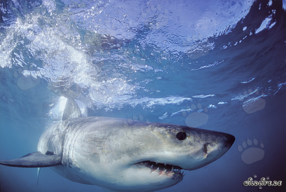 Apparition imposante des mers : Le grand requin blanc