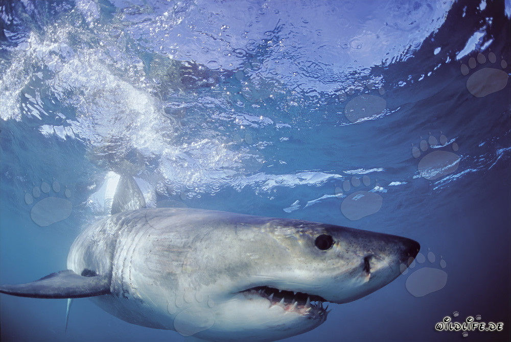 Impressive creature of the ocean: The Great White Shark