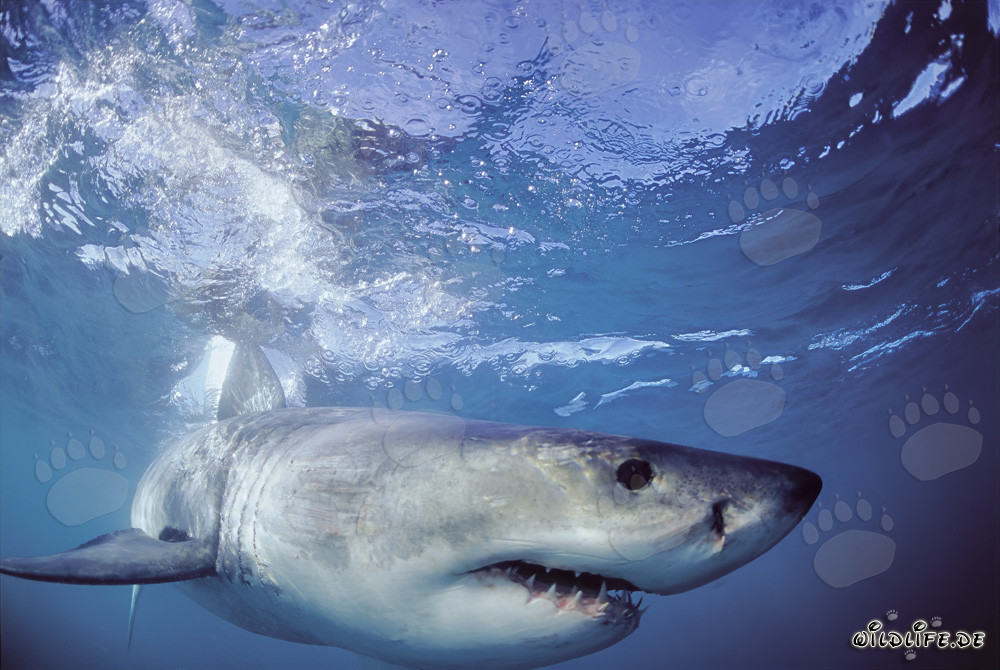 Aparición imponente de los mares: El tiburón blanco