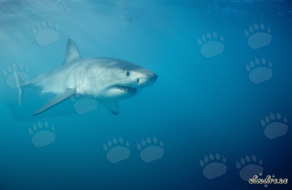 Great White Shark searching for prey