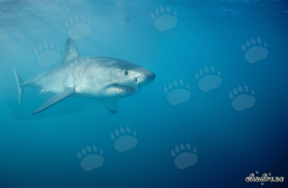 Gran tiburón blanco en busca de presas