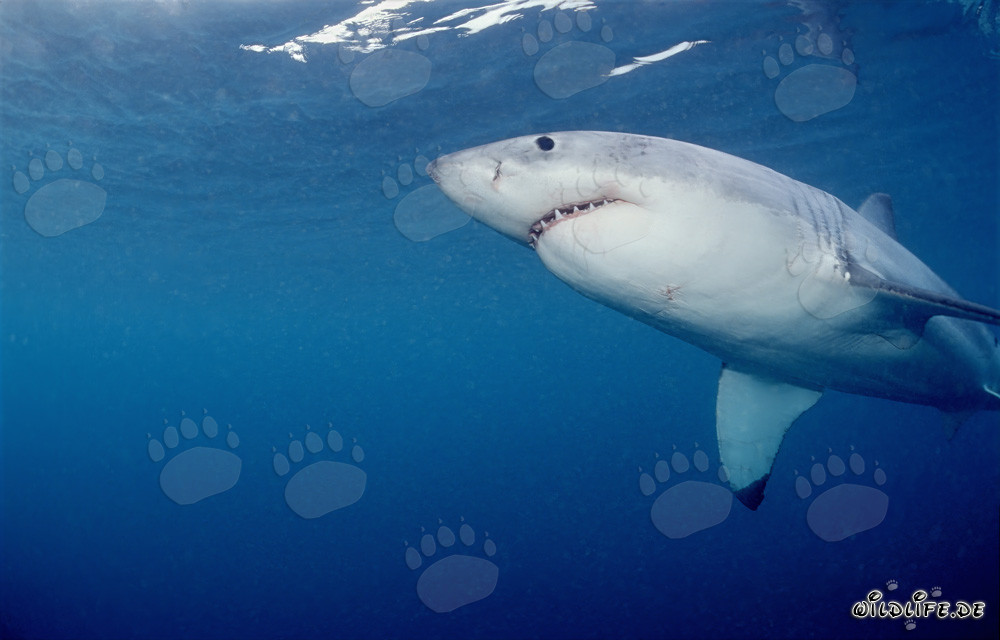 Grand requin blanc nageant vu de dessous au large de la côte sud-africaine