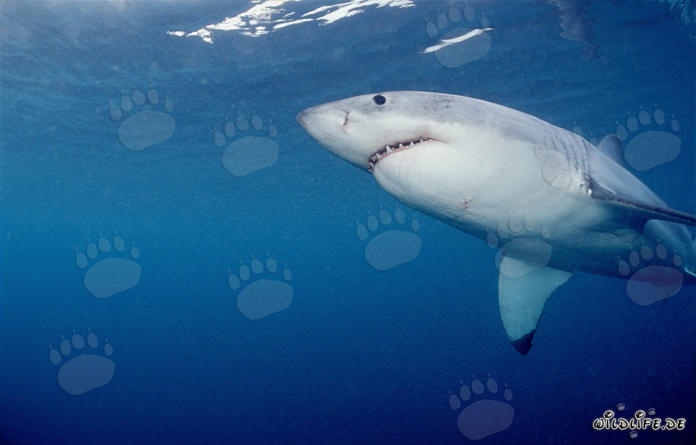 Impressive Great White Shark swimming from below off the coast of South Africa