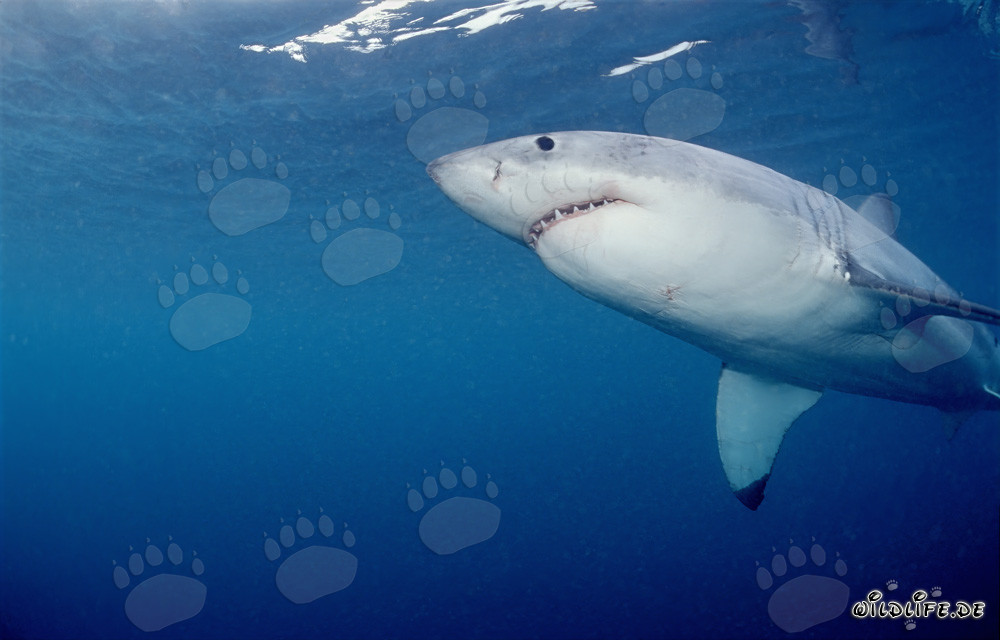 Imponente squalo bianco nuotante visto dal basso al largo della costa sudafricana