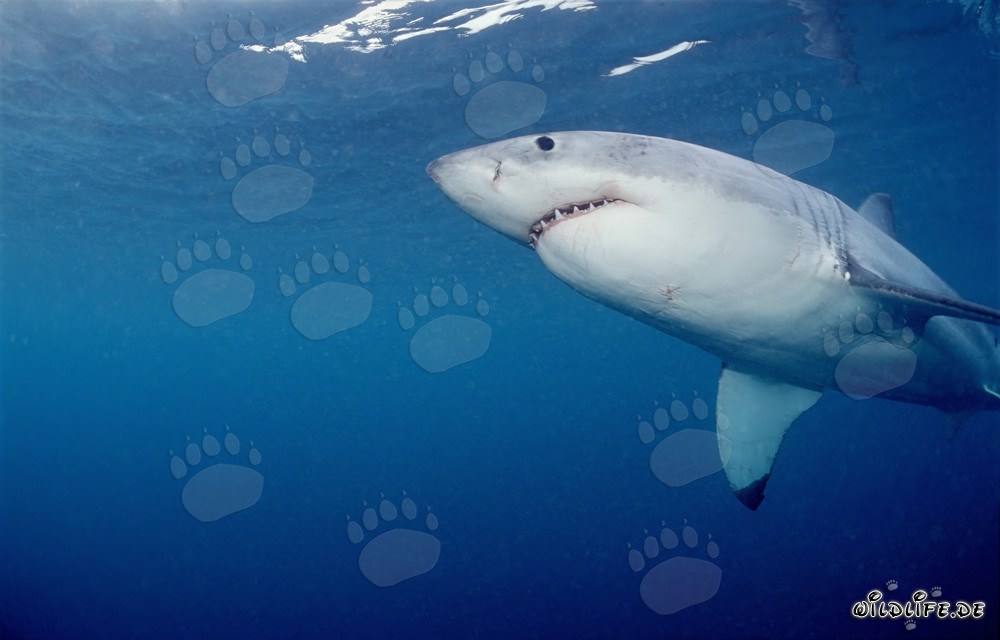 Impresionante tiburón blanco nadando desde abajo frente a la costa de Sudáfrica