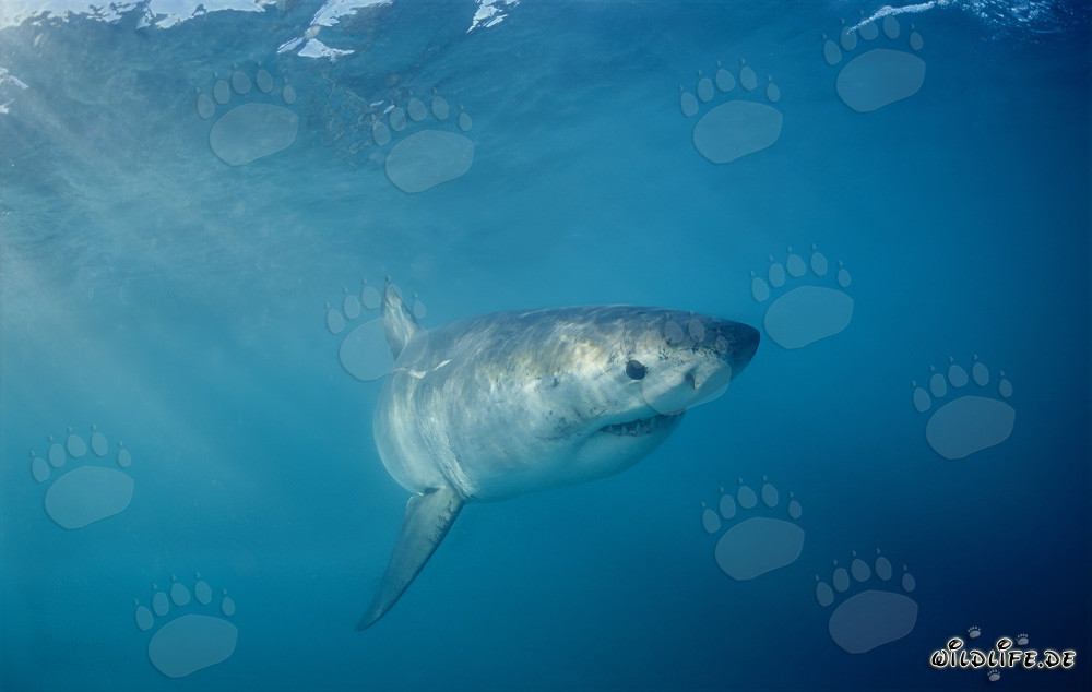Cría de tiburón blanco frente a la costa de Sudáfrica nada en el océano
