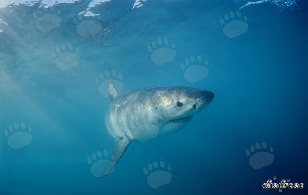 Jeune de grand requin blanc nage au large de la côte sud-africaine