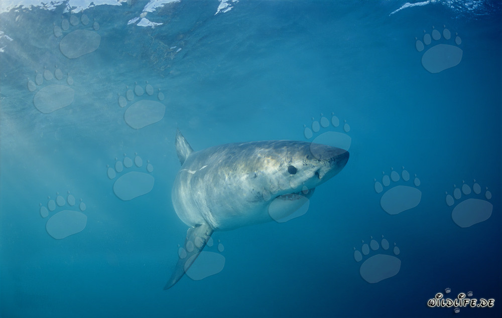 Young White Shark off the coast of South Africa swimming in the ocean