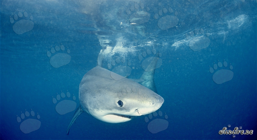 Curious Baby Great White Shark portrait near Dyer Island