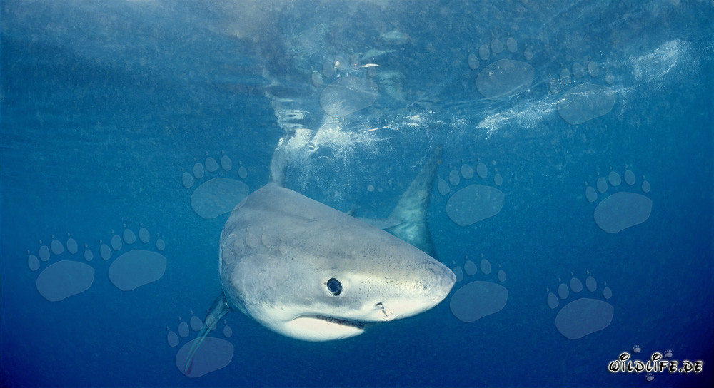 Portrait curieux d'un jeune requin blanc devant l'île Dyer