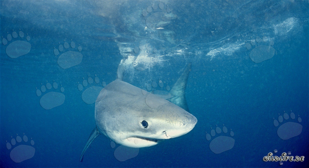 Retrato curioso de un joven tiburón blanco frente a la isla Dyer