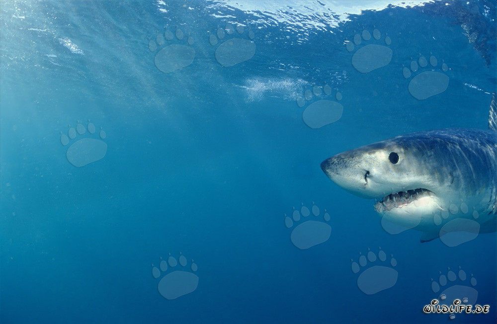Portrait of a Baby Great White Shark
