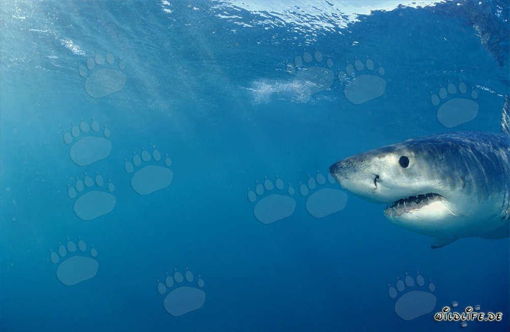 Portrait d'un jeune requin blanc