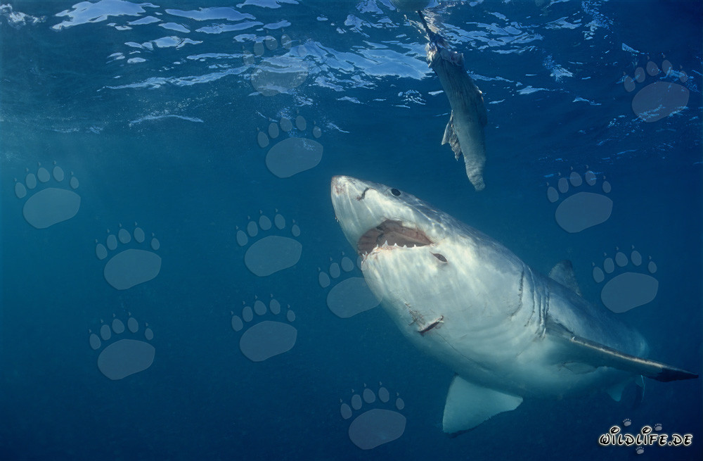 Grand requin blanc majestueux face à l'appât sous-marin à Gansbaai