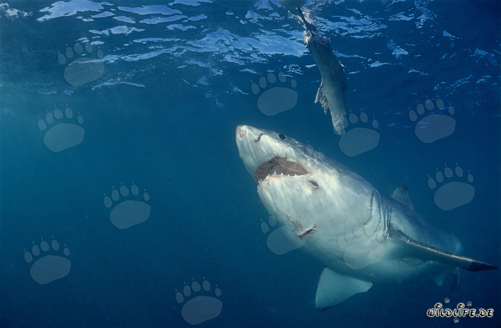Majestic Great White Shark in front of the underwater bait in Gansbaai