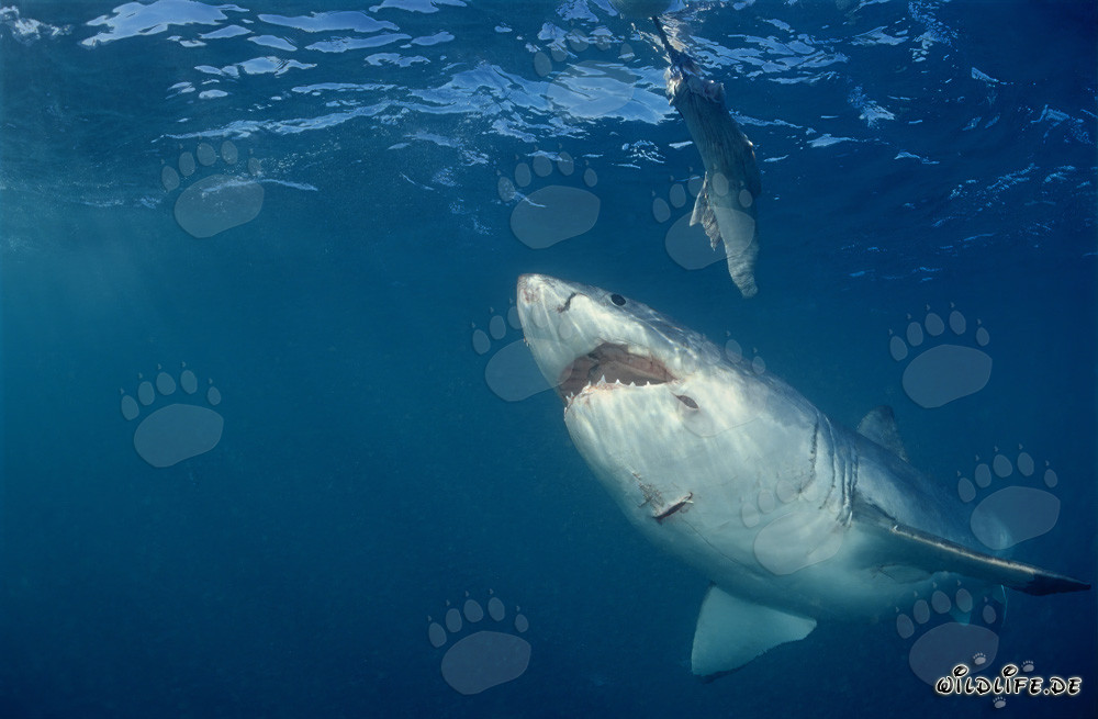 Majestuoso tiburón blanco frente al cebo submarino en Gansbaai