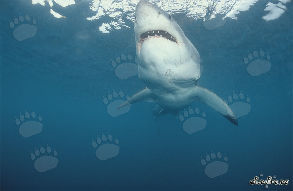 Gran tiburón blanco en busca de presas frente a la costa de Sudáfrica
