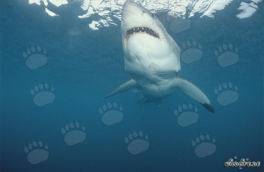 Grand requin blanc à la recherche de proies au large des côtes sud-africaines