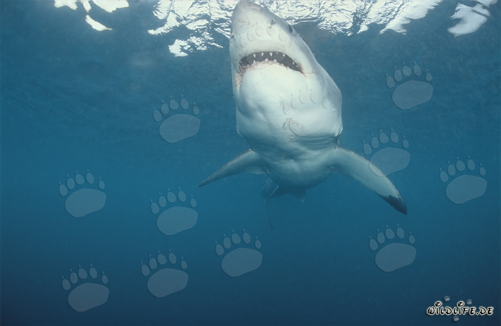 Great White Shark hunting for prey off the coast of South Africa