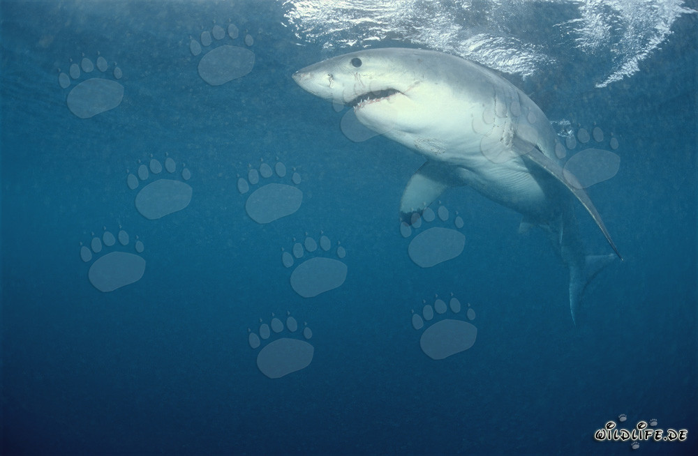 Grand requin blanc légendaire : prédateur fascinant des mers