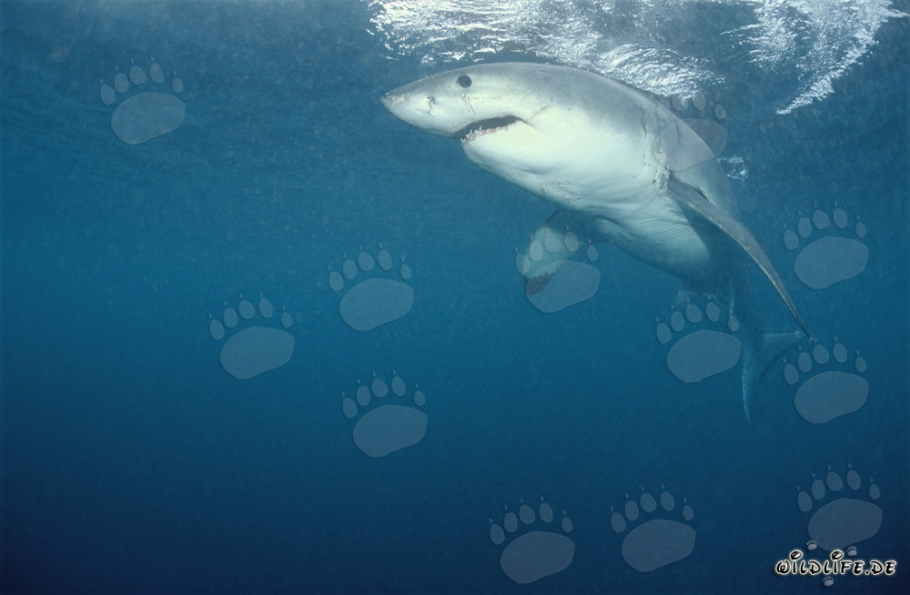 Legendary Great White Shark: Fascinating Predator of the Seas