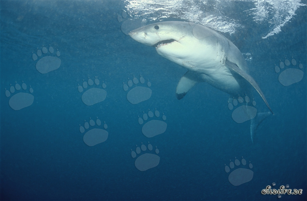 Tiburón blanco legendario: depredador fascinante de los mares