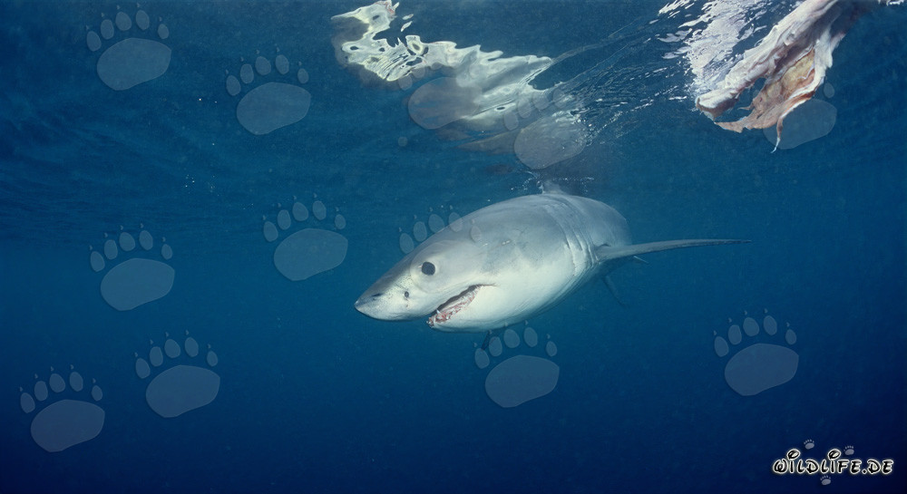 Baby great white shark observing a fish bait in the ocean