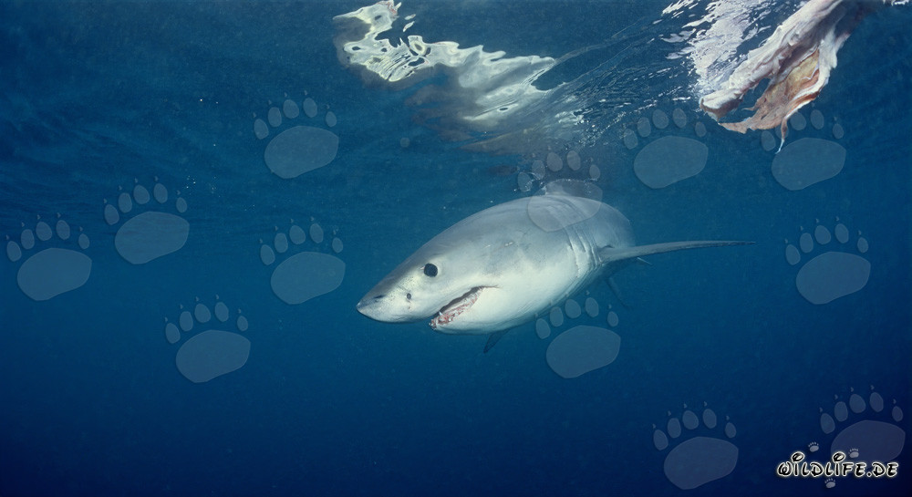 Jeune requin blanc observant un appât de poisson dans l'océan