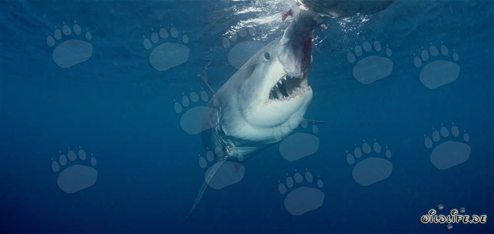 Grand requin blanc prêt à mordre