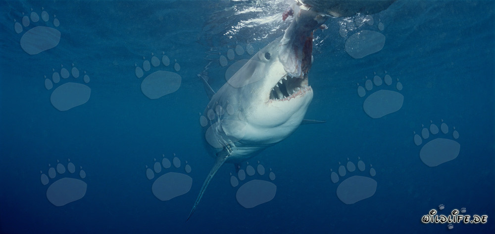 Great White Shark moments before the bite