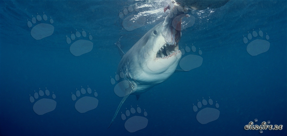 Tiburón blanco a punto de morder