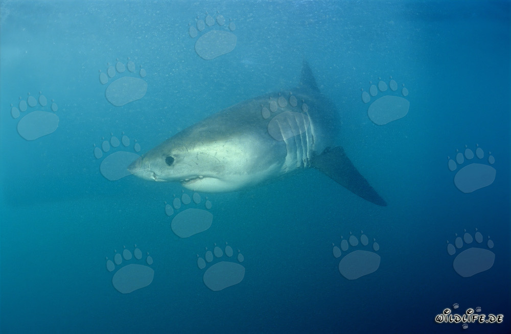Baby great white shark in dangerous waters