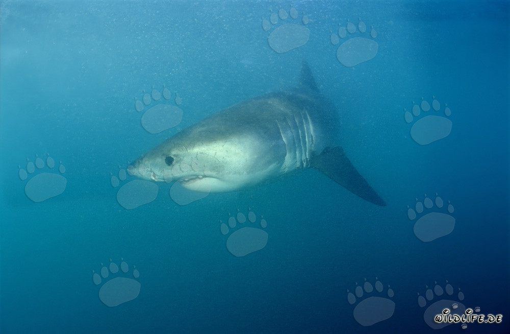 Jeune requin blanc dans des eaux dangereuses