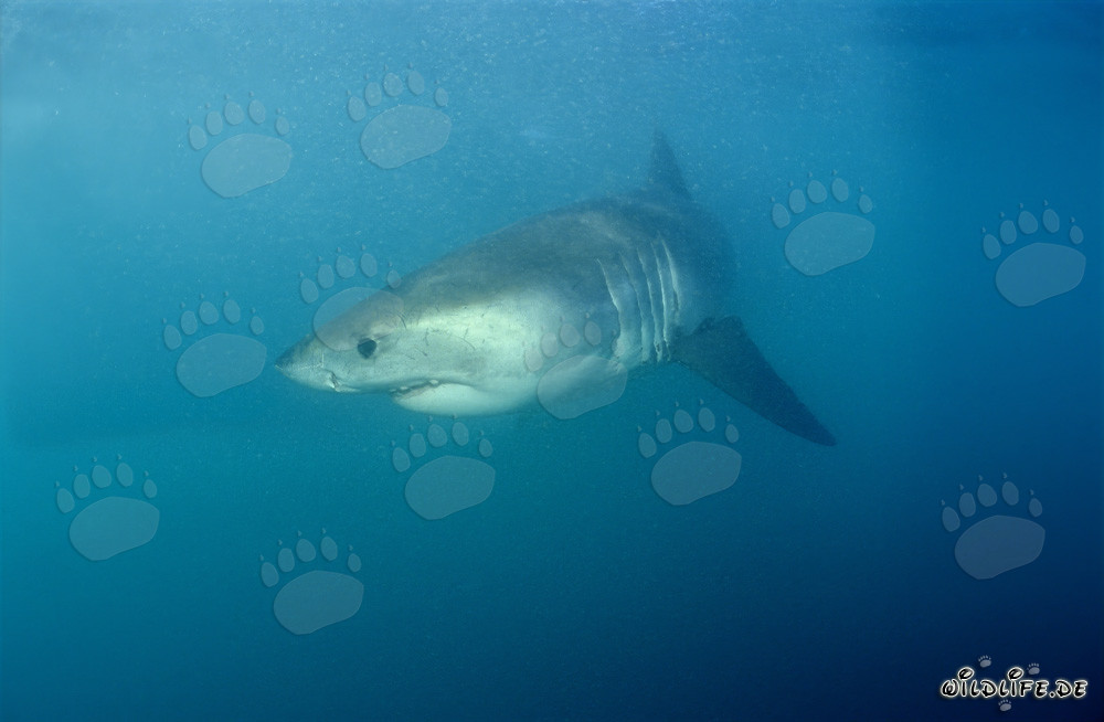 Tiburón blanco bebé en aguas peligrosas