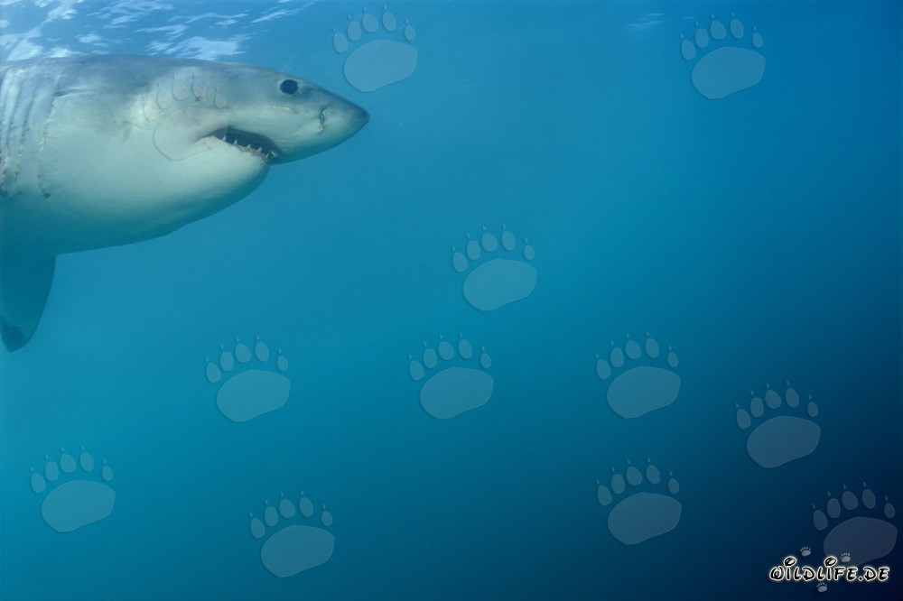 Portrait d'un majestueux grand requin blanc devant l'île Dyer en Afrique du Sud