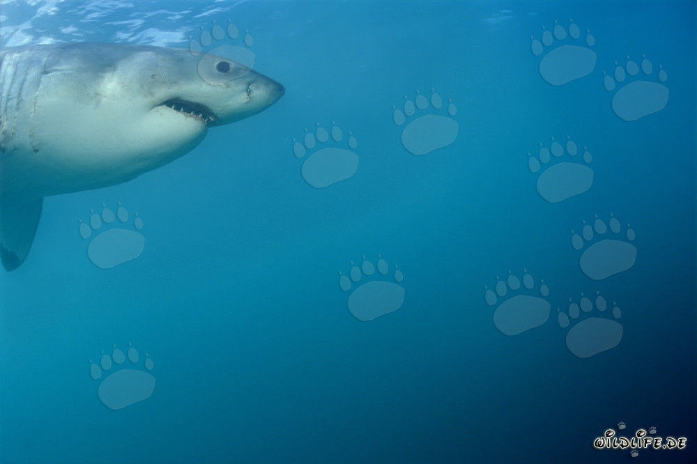 Portrait of a majestic Great White shark in front of Dyer Island in South Africa