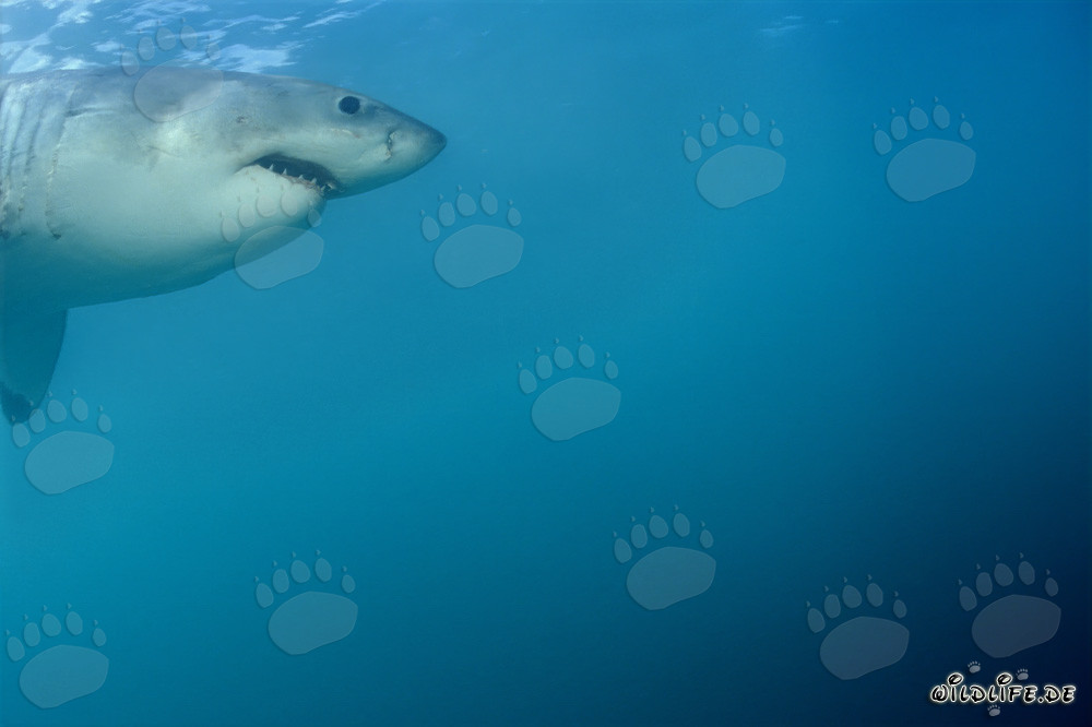 Retrato de un majestuoso tiburón blanco frente a la isla Dyer en Sudáfrica