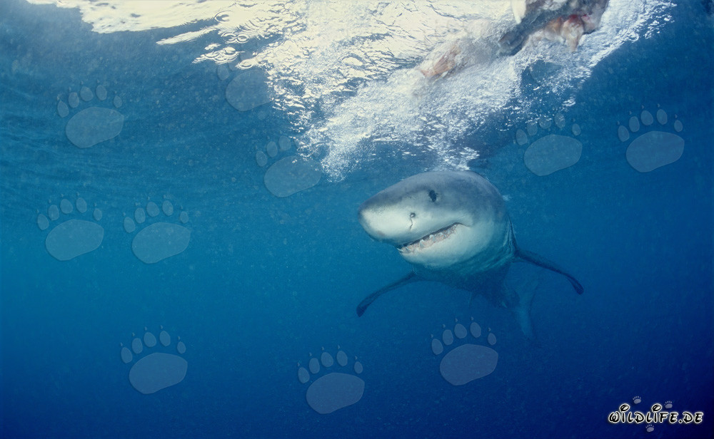 Jeune grand requin blanc nage près de la surface de la mer