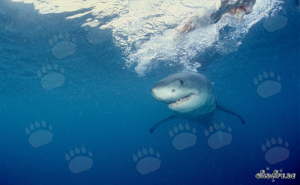 Joven tiburón blanco nada cerca de la superficie del mar