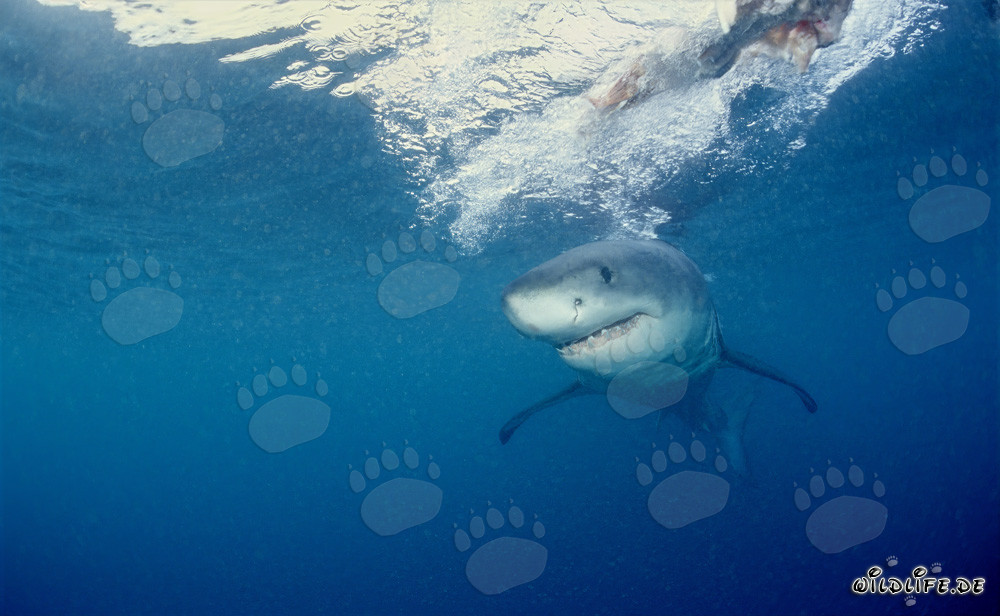 Young great white shark swimming close to the sea surface