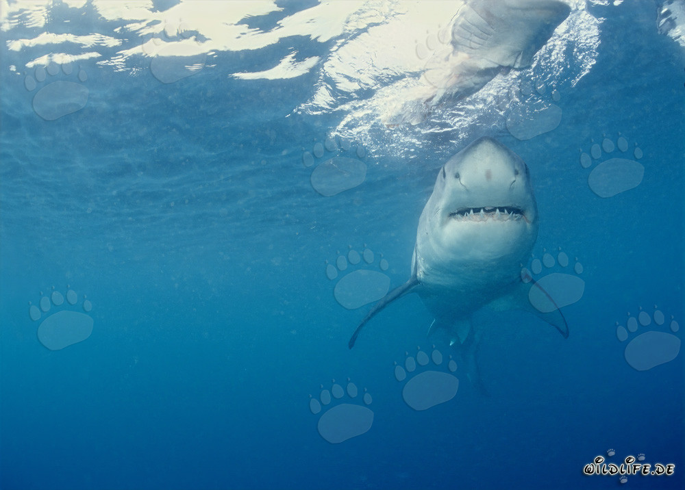 Great White Shark searching for prey
