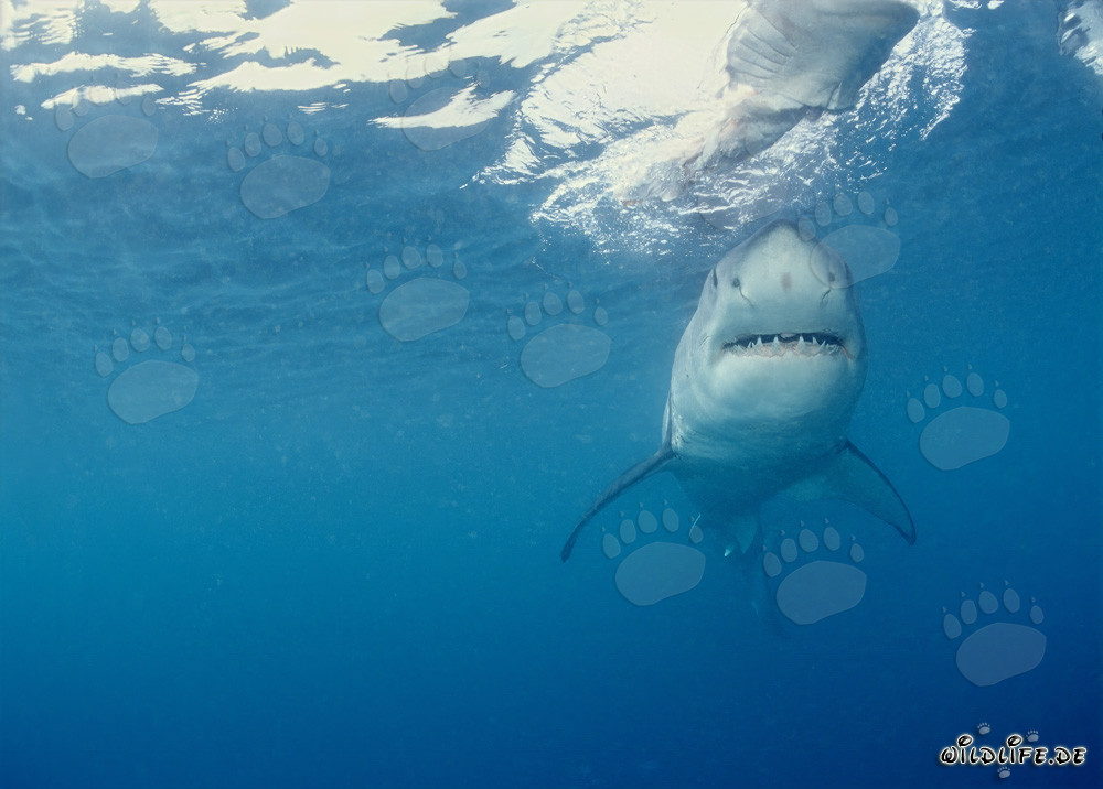 Requin blanc à la recherche de sa proie
